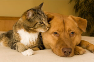 cat and dog depicting their impact on indoor air quality in home